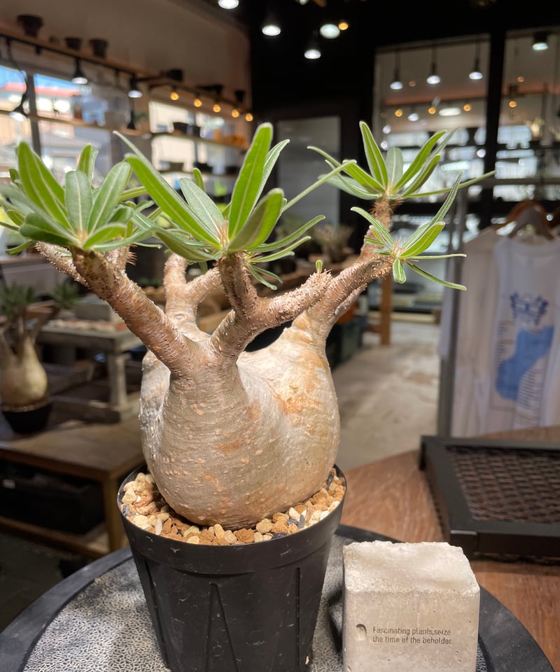 パキポディウム グラキリス Pachypodium gracilius 発根済 (gk-50