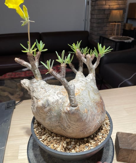 パキポディウム グラキリス　Pachypodium gracilius 　発根済　(gk-201)