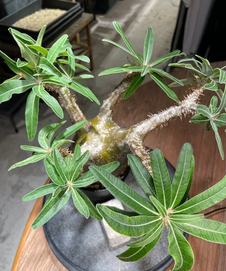 パキポディウム グラキリス　Pachypodium gracilius 　発根済　(gk-524）