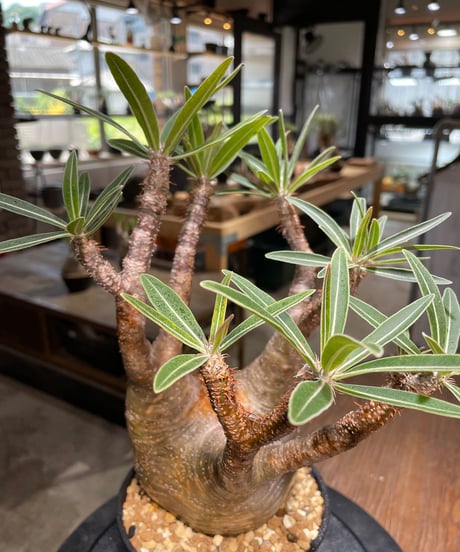 パキポディウム グラキリス　Pachypodium gracilius 　発根済　(gk-418)