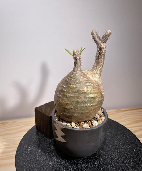 パキポディウム グラキリス　Pachypodium gracilius 　発根済　(商品番号gk-127valiem)VALIEM  (VALIEMタグ付き)