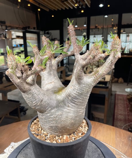 パキポディウム グラキリス　Pachypodium gracilius 　発根済　(gk-303)