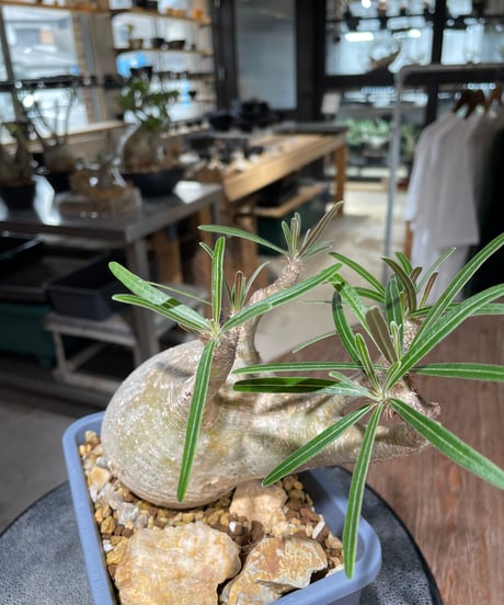 パキポディウム グラキリス　Pachypodium gracilius 　発根済　(gk-553)