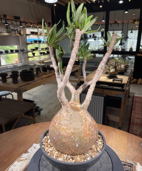 パキポディウム グラキリス　Pachypodium gracilius 　発根済　(gk-305)