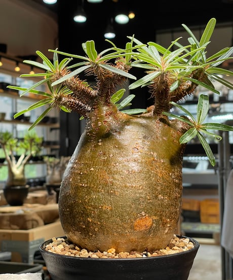パキポディウム グラキリス　Pachypodium gracilius 　発根済　(gk-411)