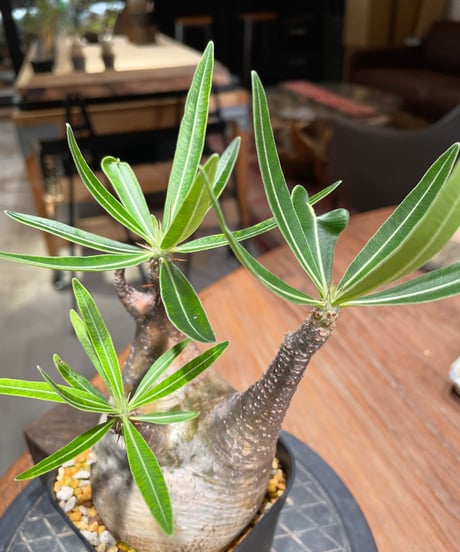 パキポディウム グラキリス　Pachypodium gracilius 　発根済　(gk-381)