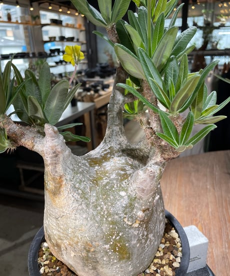 パキポディウム グラキリス　Pachypodium gracilius 　発根済　(gk-563)