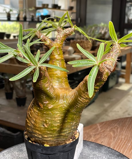 パキポディウム グラキリス　Pachypodium gracilius 　発根済　(gk-541)