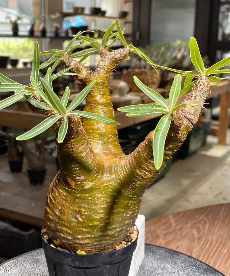 パキポディウム　グラキリス　大株　発根済み 植物】パキホディウム グラキリス 大株 現地球 発根済み 塊根