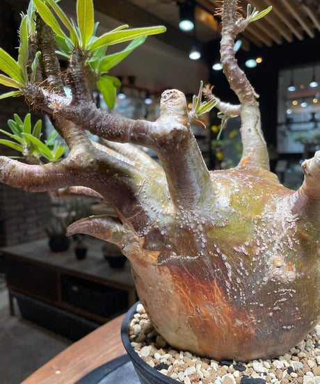 パキポディウム グラキリス　Pachypodium gracilius 　発根済　(gk-464)