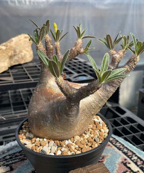 パキポディウム グラキリス　Pachypodium gracilius 　発根済　(gk-416)