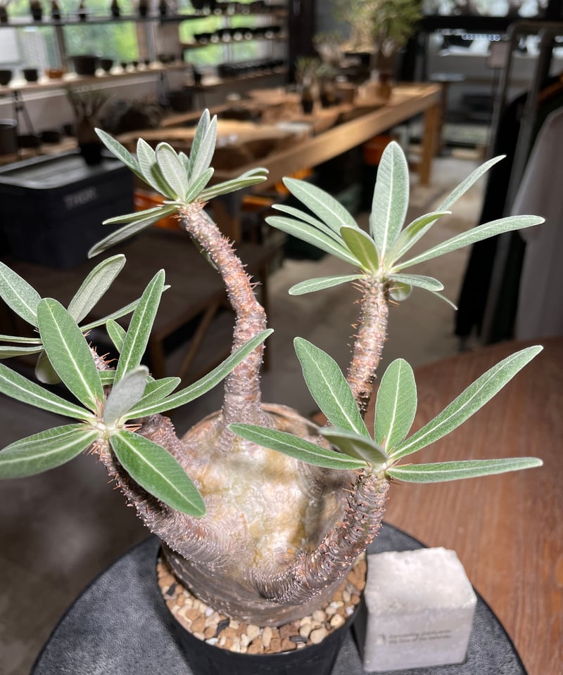 パキポディウム グラキリス Pachypodium gracilius 発根済 (gk-52