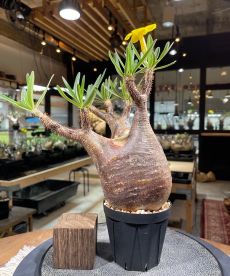 パキポディウム グラキリス　Pachypodium gracilius 　発根済　(gk-266)