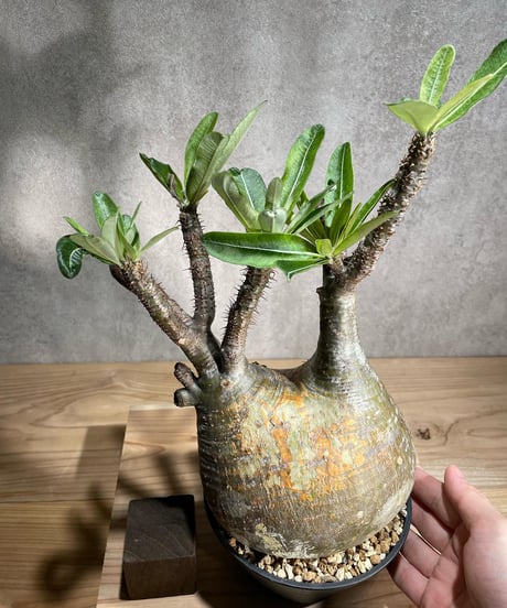 パキポディウム グラキリス　Pachypodium gracilius 　発根済　(商品番号gk-88)