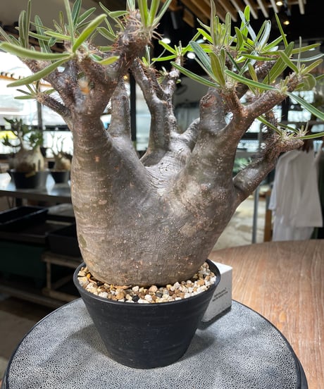 パキポディウム グラキリス　Pachypodium gracilius 　発根済　(gk-562)