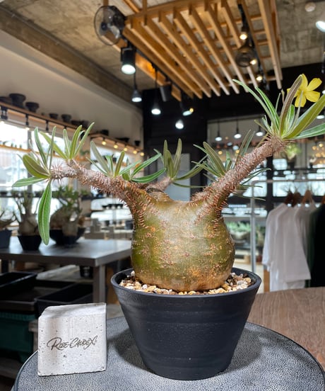 パキポディウム グラキリス　Pachypodium gracilius 　発根済　(gk-556)