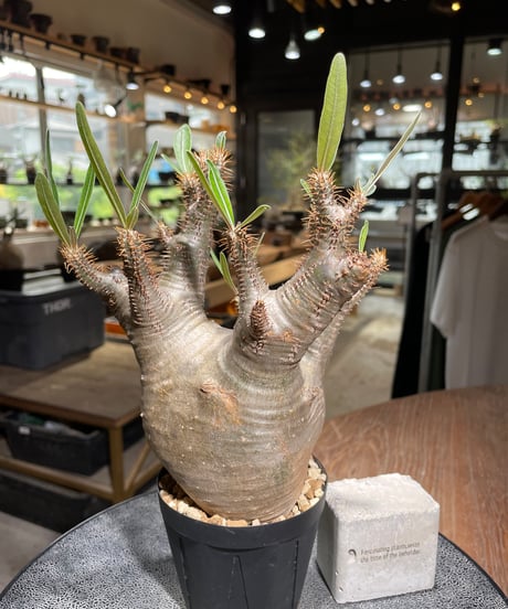 パキポディウム グラキリス　Pachypodium gracilius 　発根済　(gk-529)