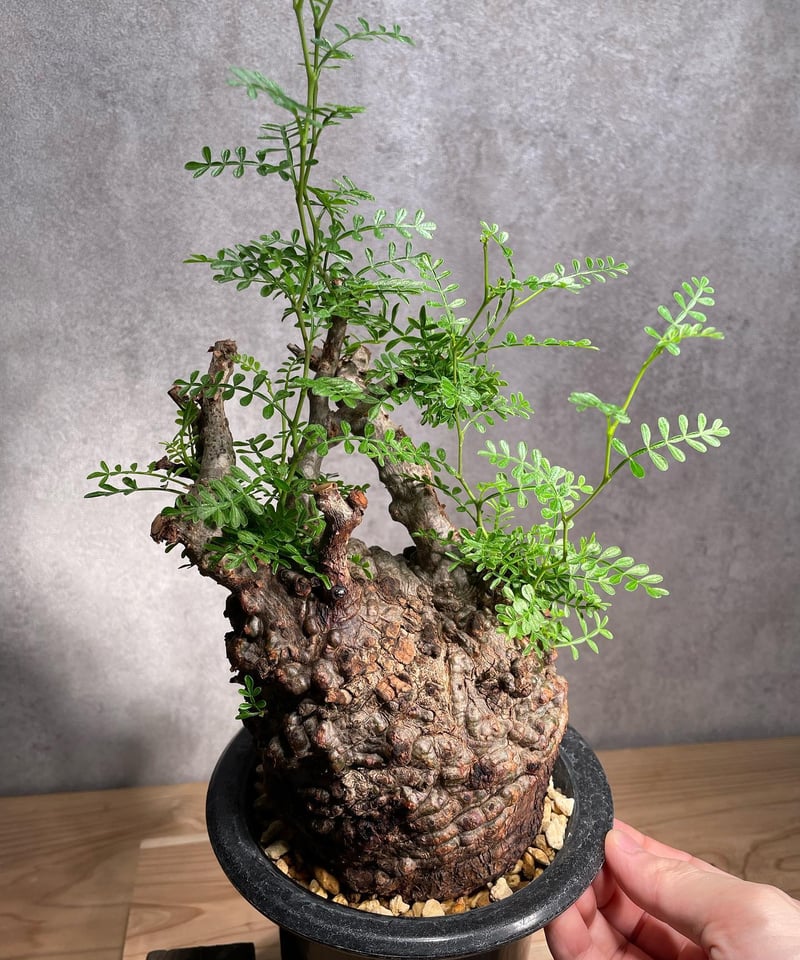 オペルクリカリア パキプス／Operculicarya pachypus 発根済 (商品番号P