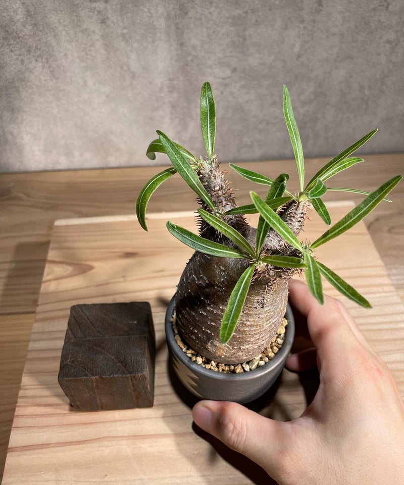 パキポディウム グラキリス Pachypodium gracilius 発根済 (商品番号g