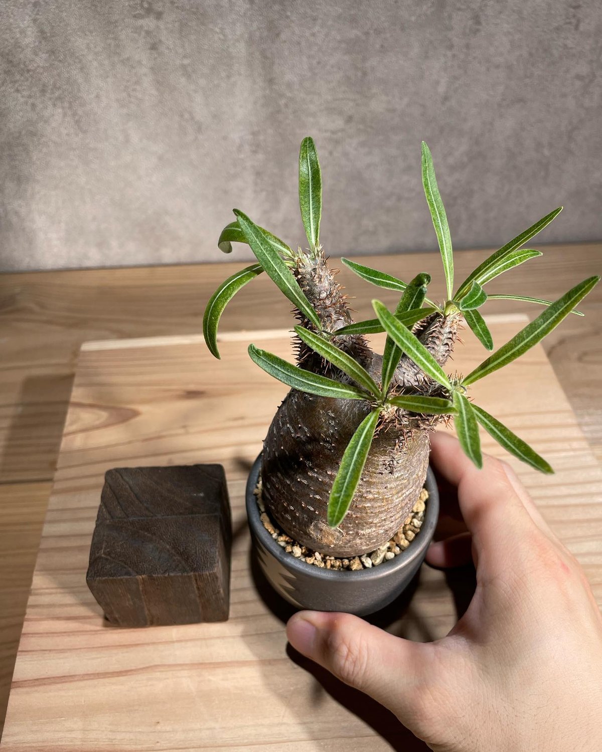 パキポディウム グラキリス Pachypodium gracilius 発根済 (商品番号g