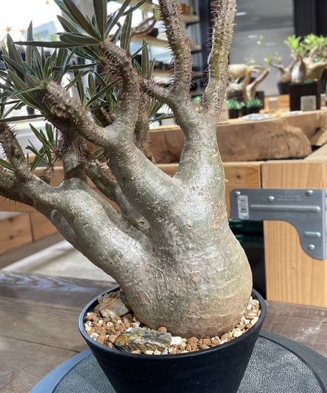 パキポディウム グラキリス　Pachypodium gracilius 　発根済　(gk-424）