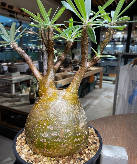 パキポディウム グラキリス　Pachypodium gracilius 　発根済　(gk-519）