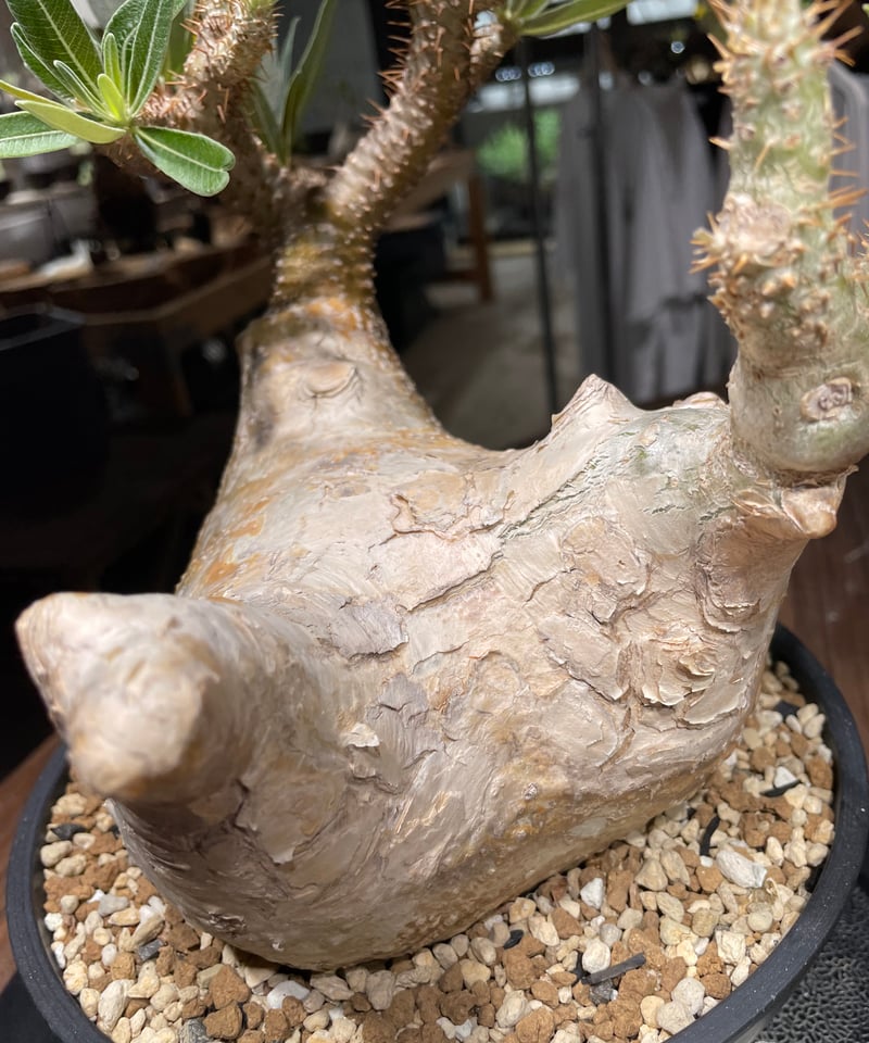 パキポディウム グラキリス Pachypodium gracilius 発根済 (gk-44