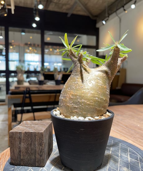 パキポディウム グラキリス 中株 超良型 コレクション 最終値下げ ☆唯一無二コレクション株☆パキポディウムグラキリス 良型