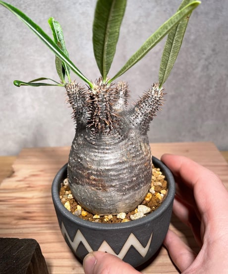 パキポディウム グラキリス　Pachypodium gracilius 　発根済　(商品番号gk-29valiem)  VALIEM 　BOWL　sizeS　(VALIEM巾着、タグ付き)