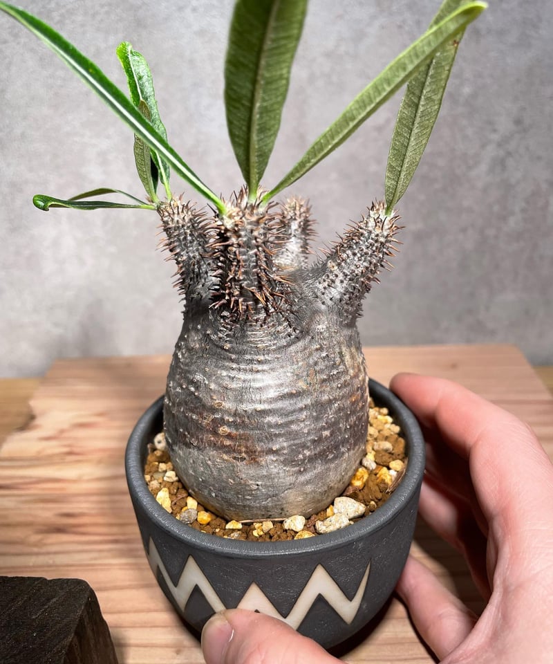 Pachypodium gracilius パキポディウムグラキリス