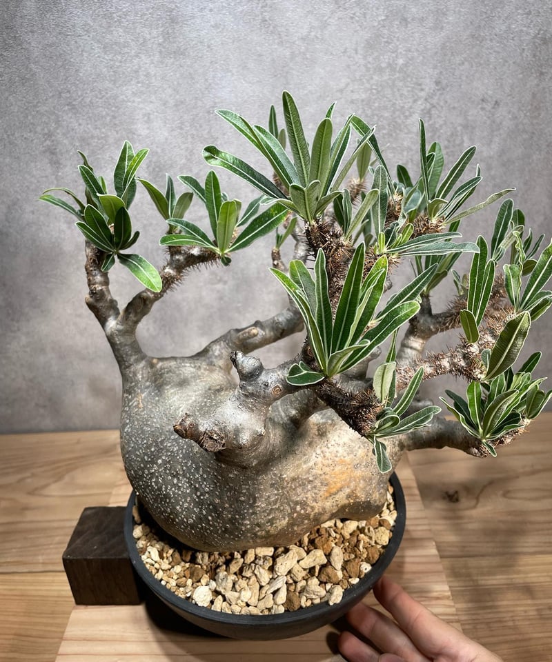 美形・水耕管理中】オペルクリカリア パキプス 発根管理中 【検索用】塊根植物 コーデックス パキポディウム グラキリス アガベ チタノタ - 観葉植物