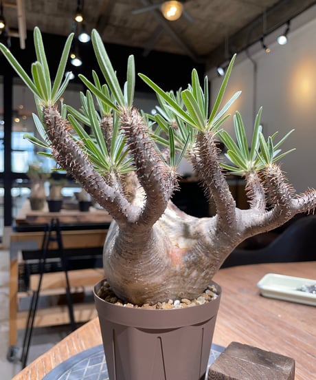 パキポディウム グラキリス　Pachypodium gracilius 　発根済　(gk-405)