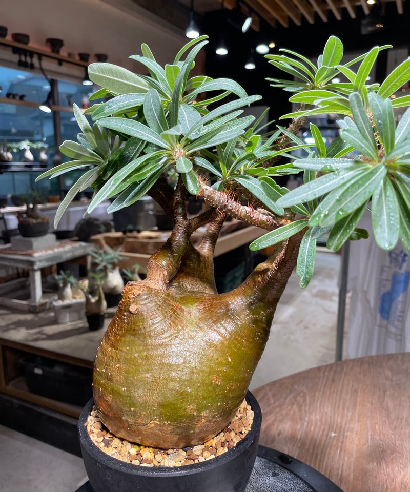 パキポディウム グラキリス Pachypodium gracilius 発根済 (gk-51