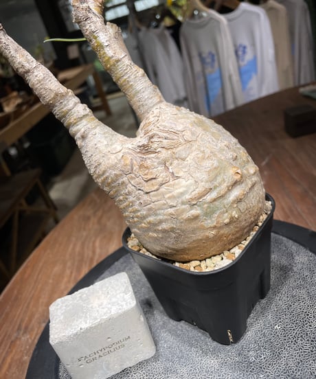 パキポディウム グラキリス　Pachypodium gracilius 　発根済　(gk-435)