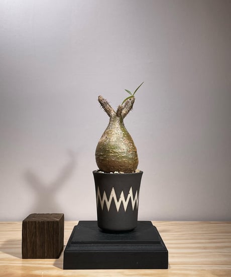 CATEGORY VALIEM鉢植込み | RISE-CAUDEX ONLINE STORE CATEGORY VALIEM鉢植込み | RISE-CAUDEX ONLINE STORE