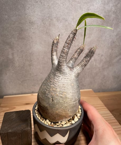 パキポディウム グラキリス　Pachypodium gracilius 　発根済　(商品番号gk-54valiem)  VALIEM 　BOWL　sizeS　(VALIEMタグ付き)