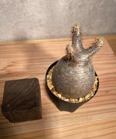 パキポディウム グラキリス　Pachypodium gracilius 　発根済　(商品番号gk-40)