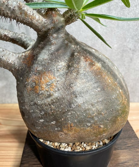 パキポディウム グラキリス　Pachypodium gracilius 　発根済(塊根幅14.5ｃｍ)　(商品番号gk-22)