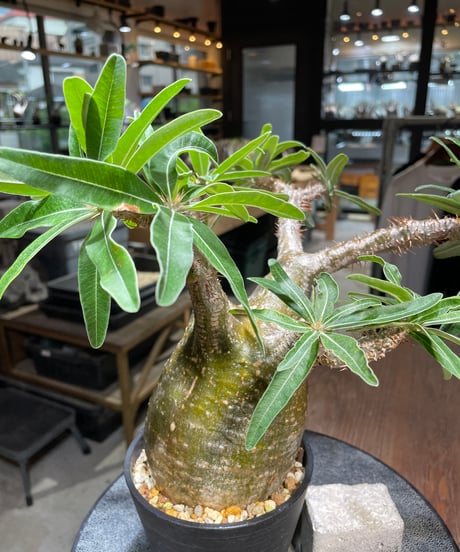 パキポディウム グラキリス　Pachypodium gracilius 　発根済　(gk-524）