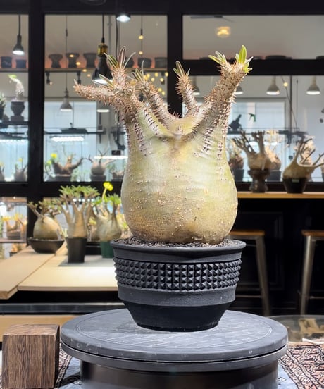 パキポディウム グラキリス　Pachypodium gracilius 　発根済　(gk-224)