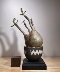パキポディウム グラキリス　Pachypodium gracilius 　発根済　(商品番号gk-125valiem)VALIEM  (VALIEMタグ付き)