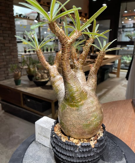 パキポディウム グラキリス　Pachypodium gracilius 　発根済　(gk-469) 鉢：dip