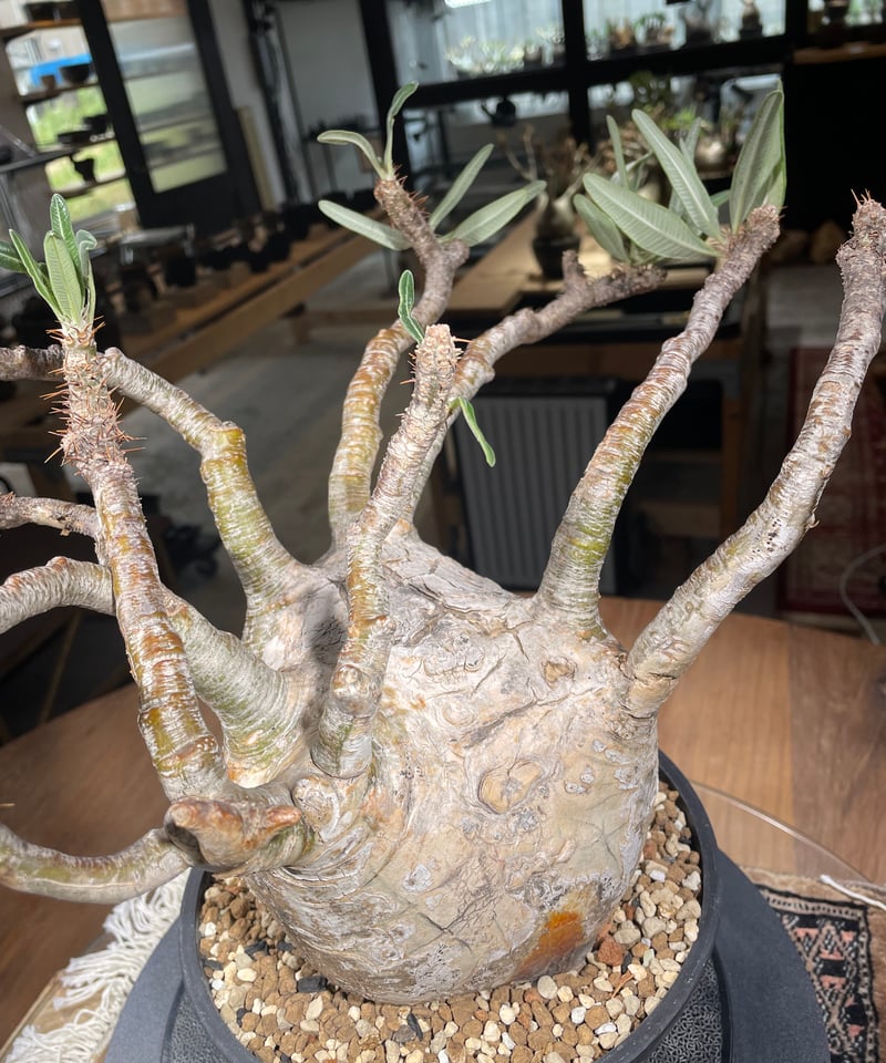 大型　パキポディウム　グラキリス パキポディウム グラキリス-PG241 | Supervoid Caudex