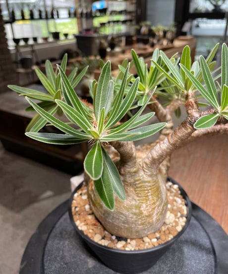 パキポディウム グラキリス　Pachypodium gracilius 　発根済　(gk-476)