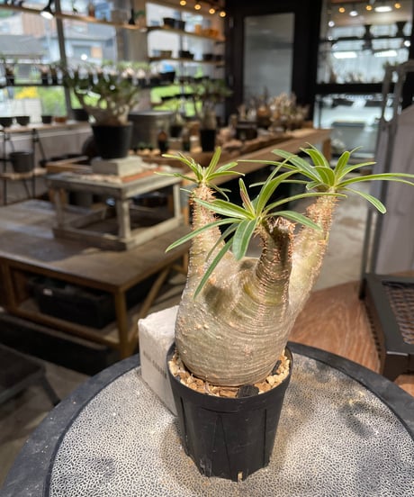 パキポディウム グラキリス　Pachypodium gracilius 　発根済　(gk-503）