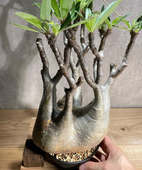 パキポディウム グラキリス　Pachypodium gracilius 　発根済　(商品番号gk-96)