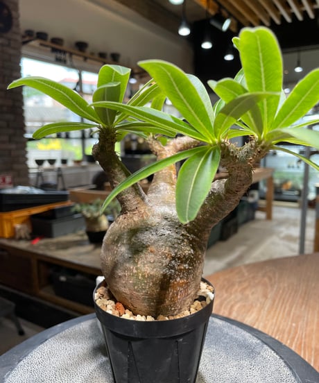 パキポディウム グラキリス　Pachypodium gracilius 　発根済　(gk-489)