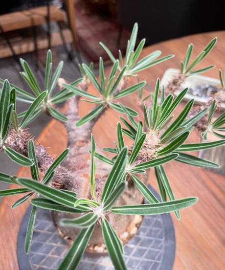 パキポディウム グラキリス　Pachypodium gracilius 　発根済　(gk-405)