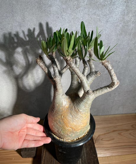 パキポディウム グラキリス　Pachypodium gracilius 　発根済(塊根幅12ｃｍ)　(商品番号gk-17)