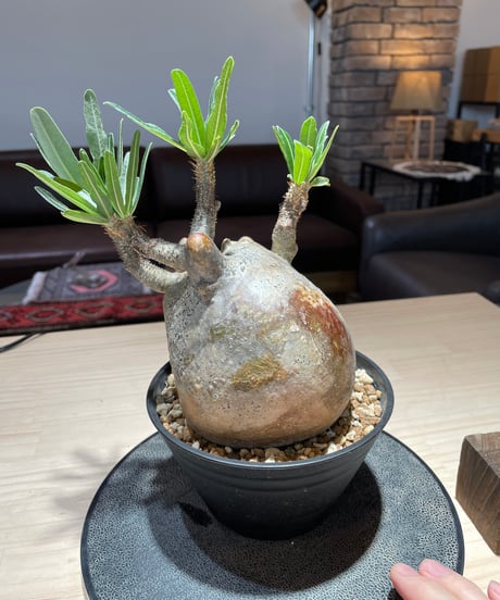 パキポディウム グラキリス　Pachypodium gracilius 　発根済　(gk-223)